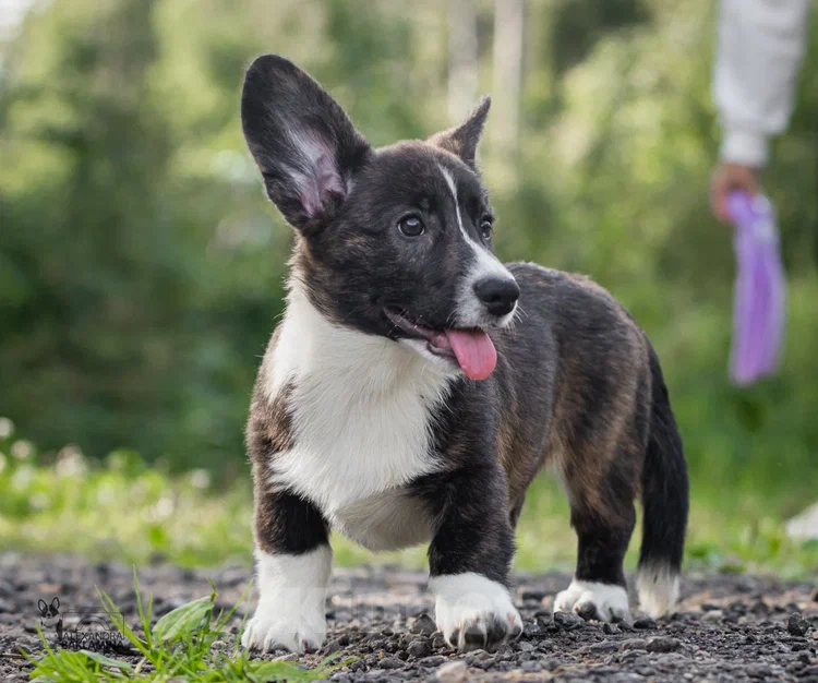Собаки в других городах Московской области: Янита  Девочка, 30 000 руб. - фото 5