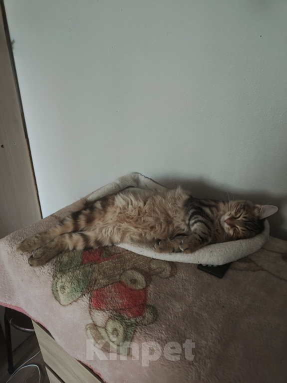Кошки в Москве: Котенок курильского бобтейла девочка Девочка, 50 000 руб. - фото 6