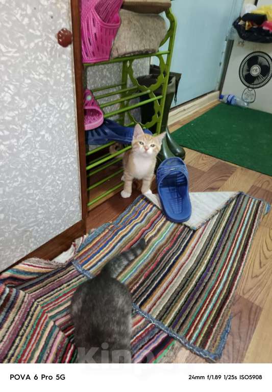 Кошки в других городах Московской области: Отдам в добрые руки двух котят, Мальчик, Бесплатно - фото 2