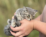 Кошки в Москве: Маленького котёнка бросили умирать Девочка, Бесплатно - фото 10
