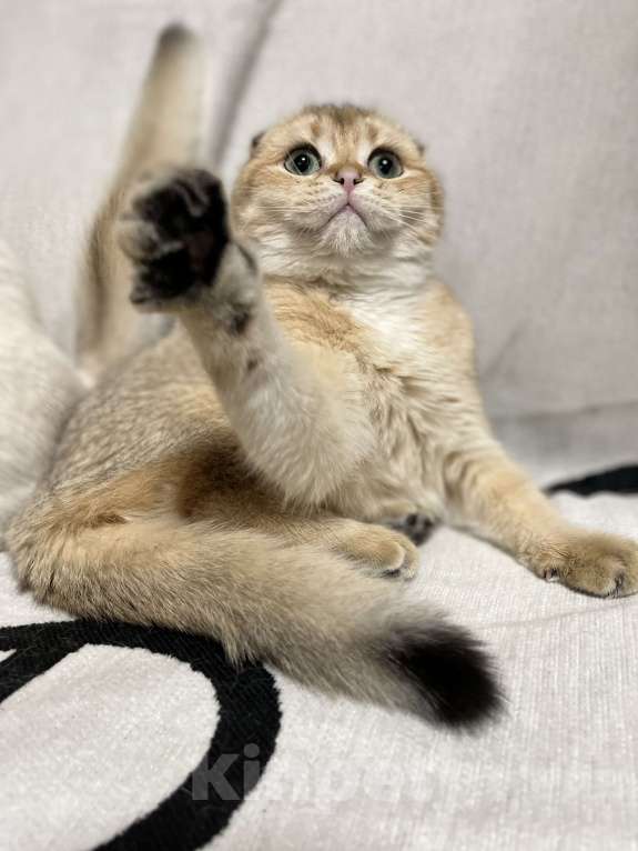 Кошки в Москве: Шотландский вислоухий котенок Девочка, 35 000 руб. - фото 3