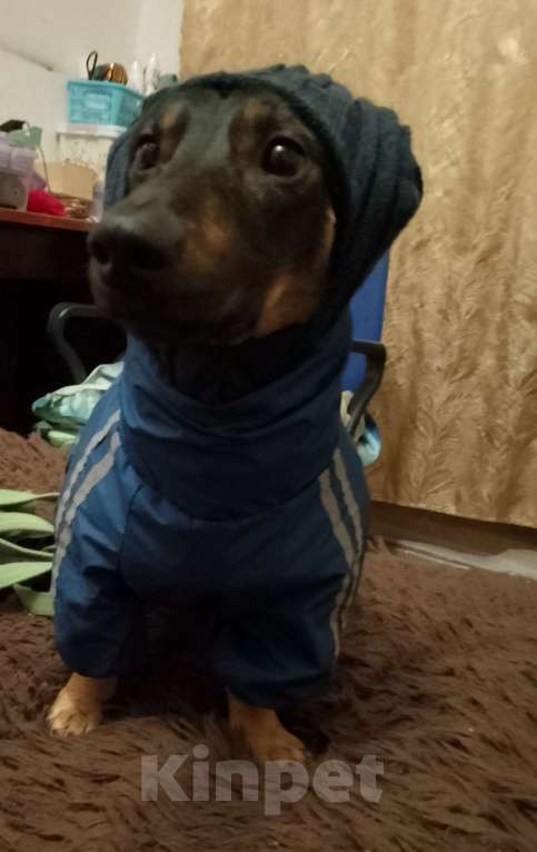 Собаки в Волгограде: Такса в добрые руки Мальчик, Бесплатно - фото 4