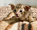Кошки в Котельнике: Котята Ориенталы Девочка, 20 000 руб. - фото 2