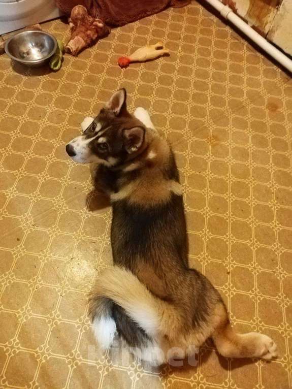 Собаки в других городах Ленинградской области: Рой ищет дом!  Мальчик, Бесплатно - фото 3