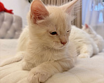 Кошки в Калининграде: Чистокровный котенок Мэйкун, es 22 Мальчик, 35 000 руб. - фото 9