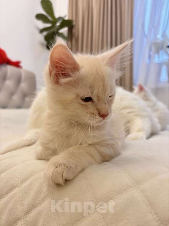 Кошки в Калининграде: Чистокровный котенок Мэйкун, es 22 Мальчик, 35 000 руб. - фото 9