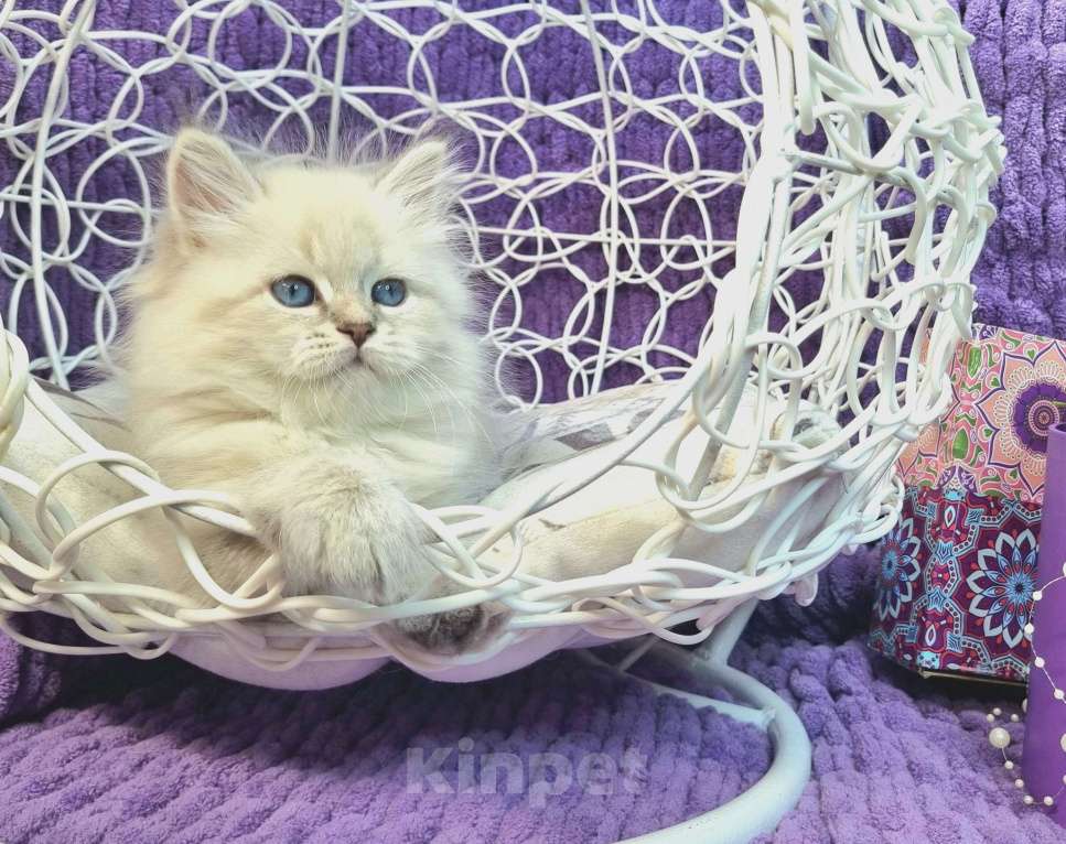 Кошки в Москве: Котенок девочка породы Невская Маскарадная Астерия Девочка, 33 000 руб. - фото 3