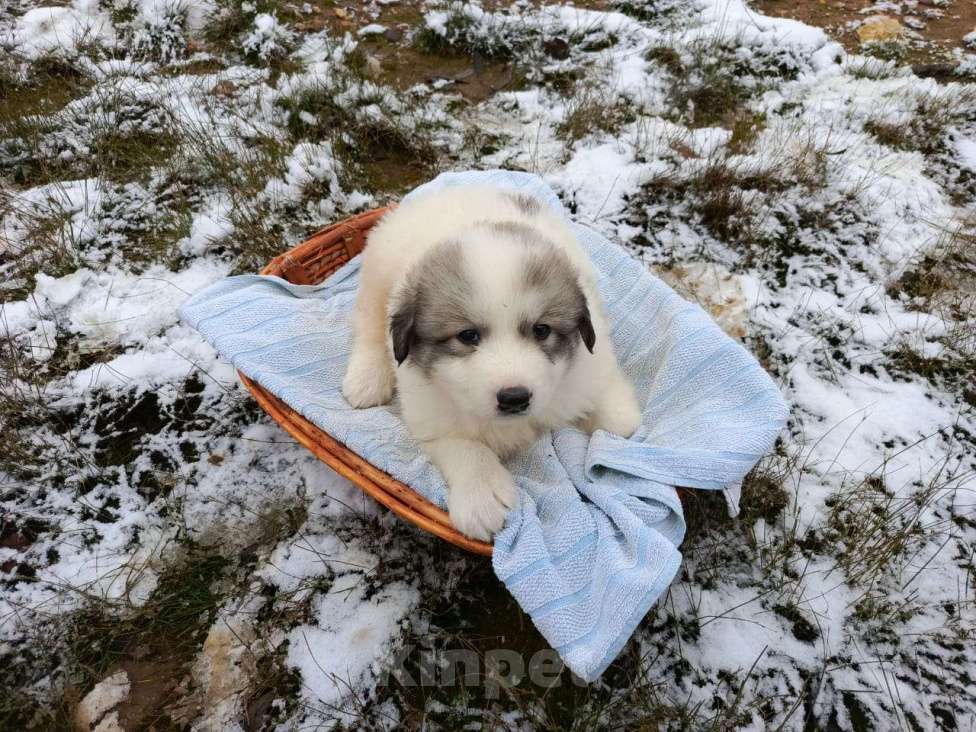 Собаки в Малоярославце: щенки пиренейской горной собаки_мальчик 2 Мальчик, 40 000 руб. - фото 6