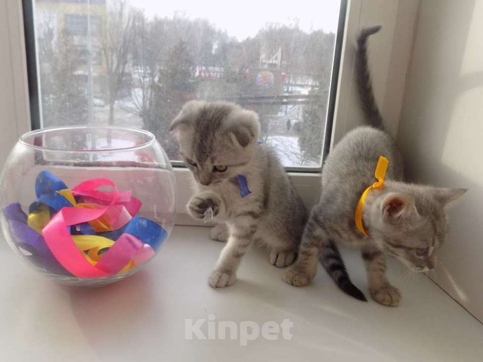 Кошки в Москве: Шотландские вислоухие котята Мальчик, 12 000 руб. - фото 3