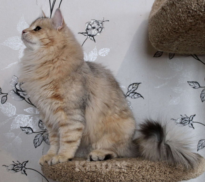 Кошки в Тюмени: Сибирский котёнок Мальчик, 50 000 руб. - фото 3