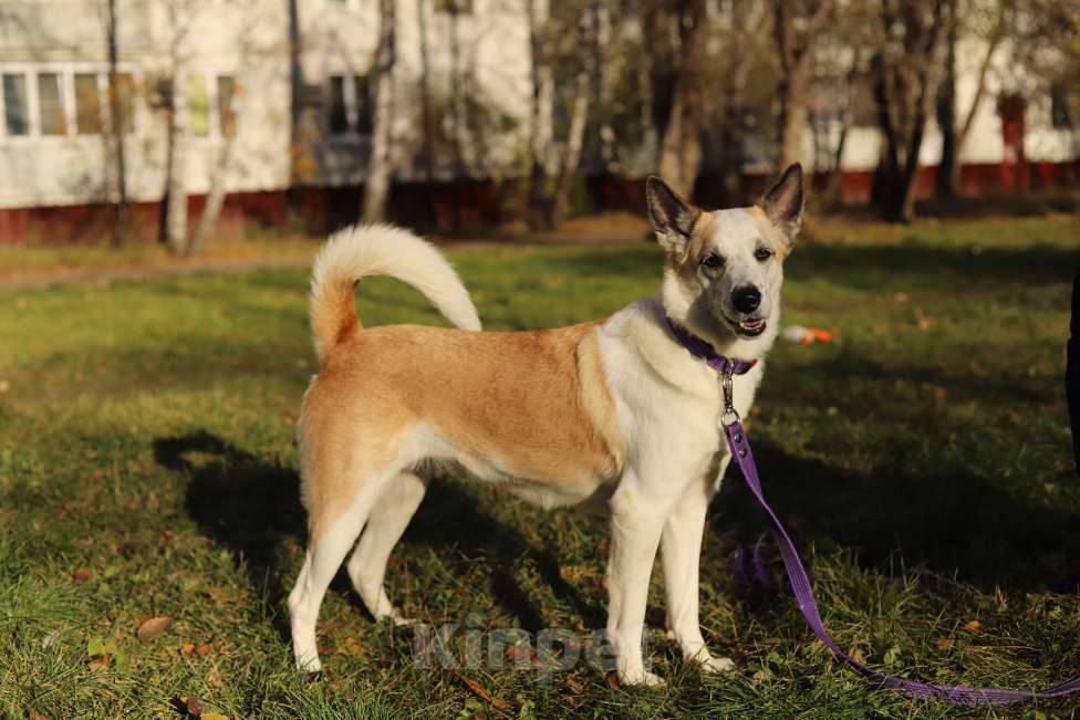 Собаки в Москве: Берта ищет дом Девочка, Бесплатно - фото 2