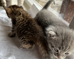 Кошки в Казани: котята в добрые руки Разнополые, Бесплатно - фото 2