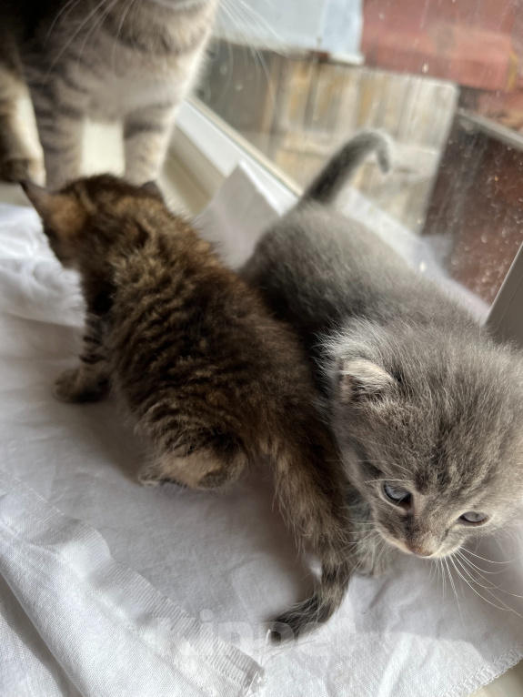 Кошки в Казани: котята в добрые руки Разнополые, Бесплатно - фото 2