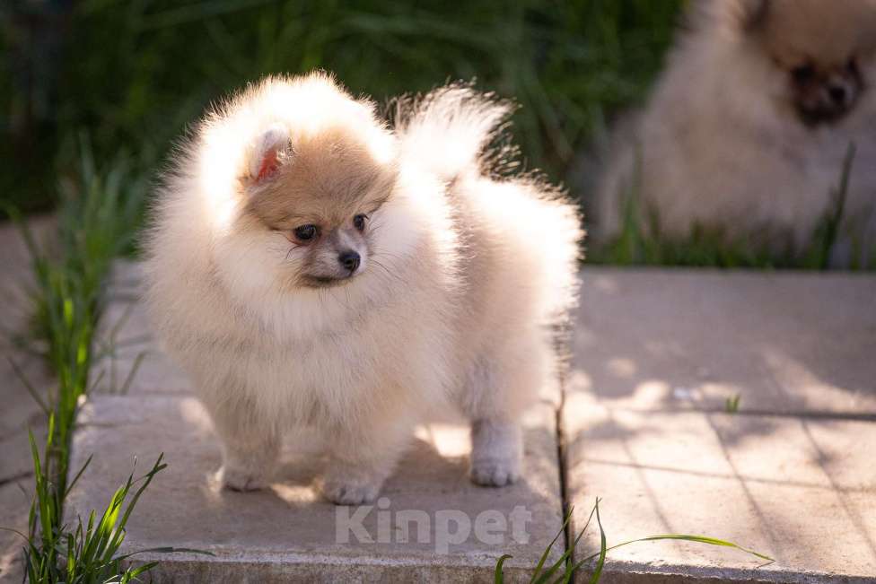 Собаки в Москве: Померанский шпиц девочка Девочка, 80 000 руб. - фото 4