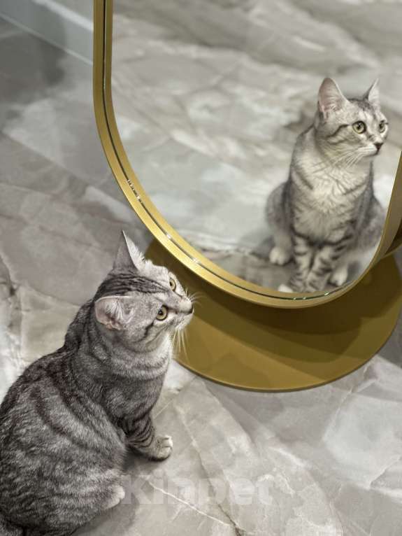 Кошки в Щелково: Отдам котика в добрые руки Мальчик, Бесплатно - фото 2