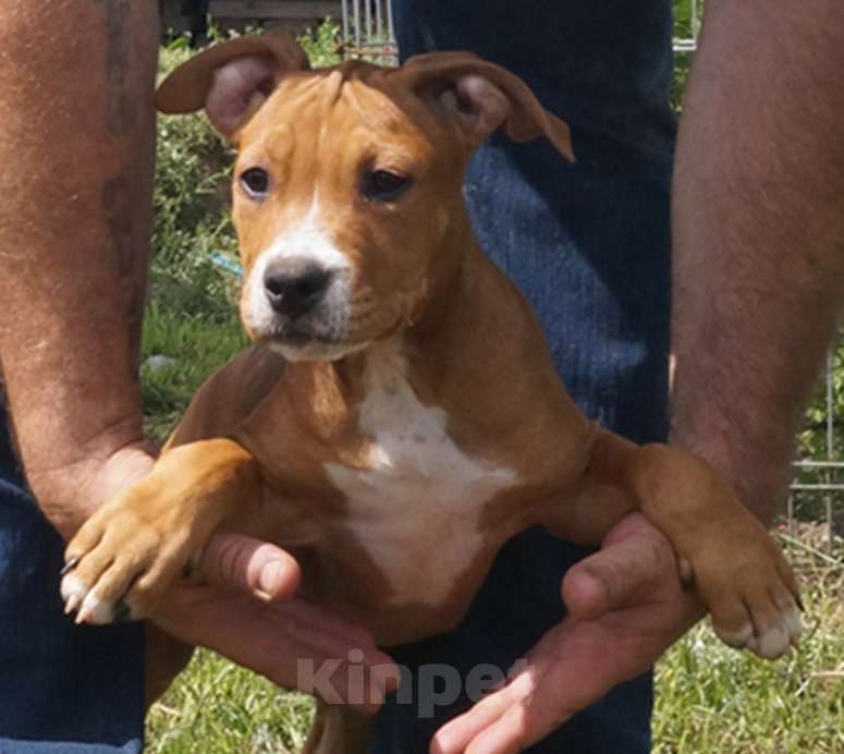 Собаки в Пушкино: Брутальные подрощенные стаффордята Мальчик, 50 000 руб. - фото 2