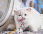 Кошки в Москве: Британский котенок Вьюга Девочка, 140 000 руб. - фото 9