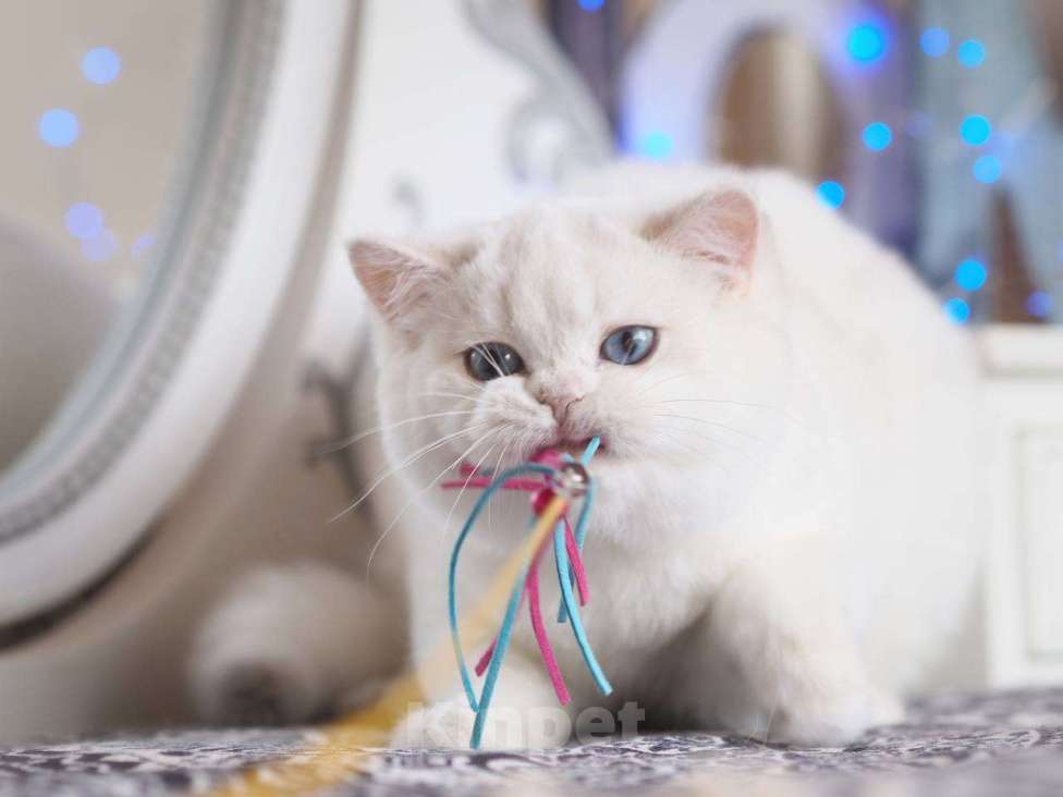 Кошки в Москве: Британский котенок Вьюга Девочка, 140 000 руб. - фото 9