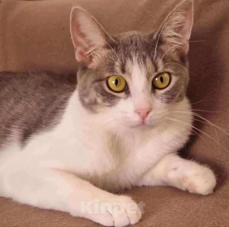 Кошки в Москве: Трогательная кошечка Лея Девочка, Бесплатно - фото 4