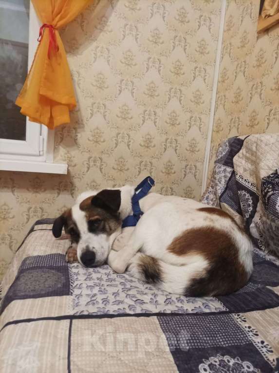 Собаки в Москве: Спокойный и ласковый белый пёс Арчи в дар Мальчик, 1 руб. - фото 4