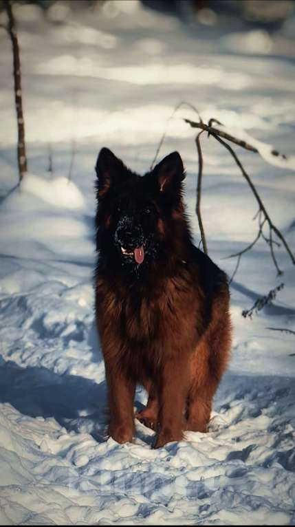 Собаки в Москве: Элитные щенки немецкой овчарки длиношерстные Девочка, 150 000 руб. - фото 7