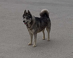 Собаки в Крымске: Прибился пёсик, Хаски Мальчик, Бесплатно - фото 2