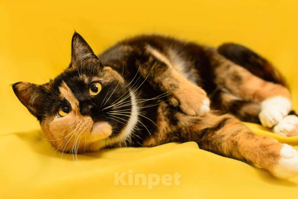 Кошки в Москве: Трехцветная кошка химера необычного окраса Джульетта в дар Девочка, 1 руб. - фото 7