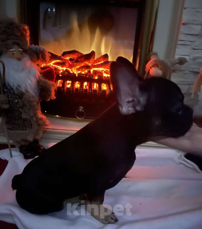 Собаки в других городах Ямало-Ненецкого автономного округа: Комочек счастья Мальчик, Бесплатно - фото 5