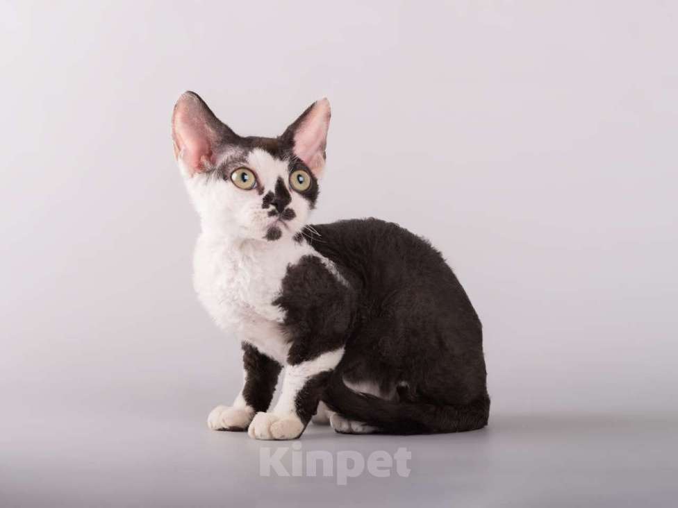 Кошки в Москве: Роскошный котенок девон-рекс  Мальчик, 37 000 руб. - фото 5