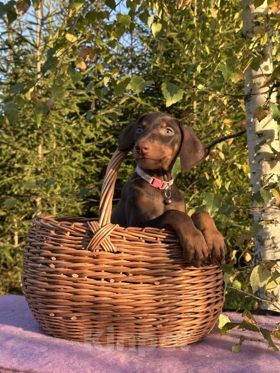 Собаки в Санкт-Петербурге: Щенок добермана  Девочка, 35 000 руб. - фото 3