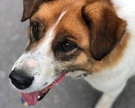 Собаки в Люберцах: В жк Томилино парк более  двух недель назад найдена собака.  Мальчик, 1 руб. - фото 5