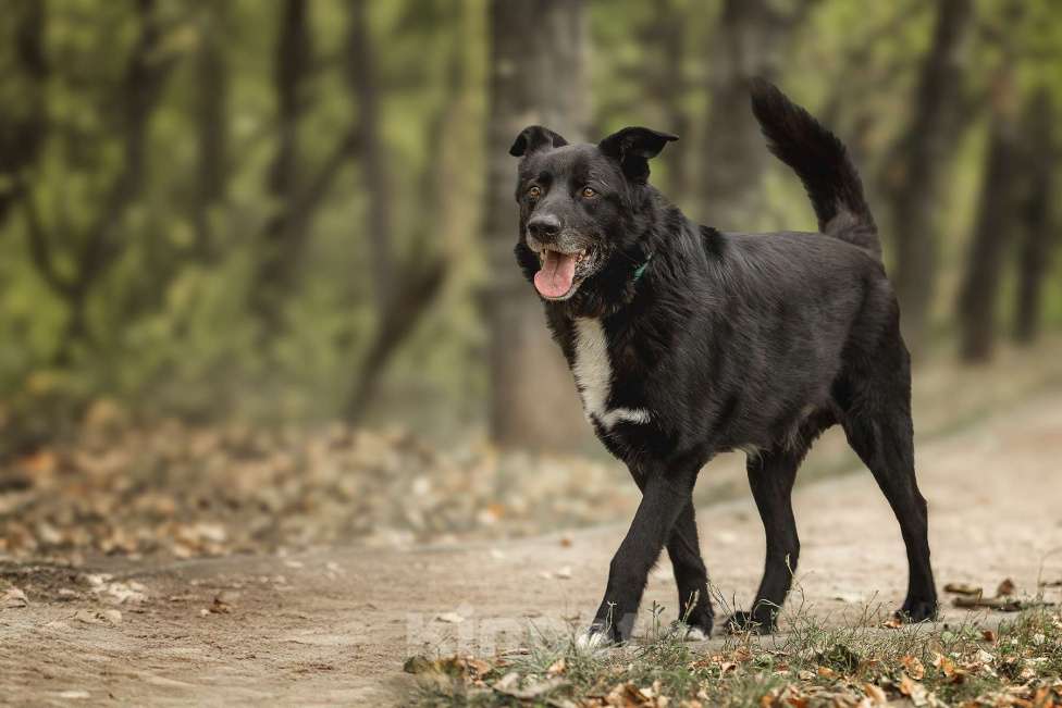 Собаки в Москве: Пух Мальчик, Бесплатно - фото 8