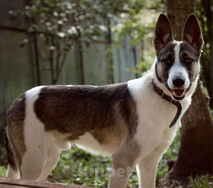 Собаки в Москве: Бэтмен в поиске дома Мальчик, Бесплатно - фото 5