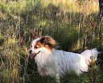 Собаки в Норильске: Вязка., 6 000 руб. - фото 1