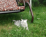 Кошки в Клине: Шотландец для вязки, 2 000 руб. - фото 9