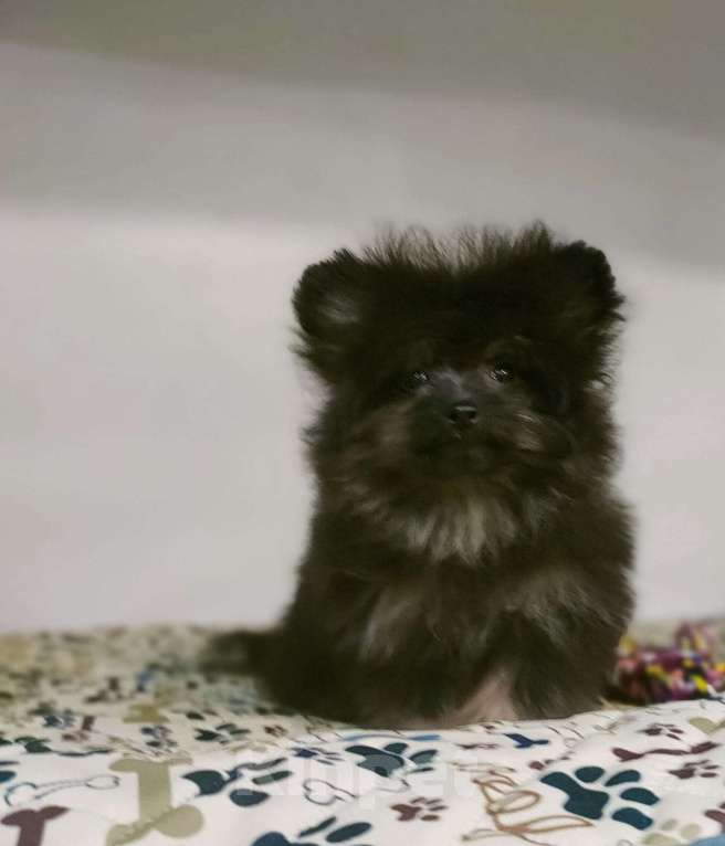 Собаки в Новокузнецке: Очаровательные девочки Йоркипу (f1) Девочка, Бесплатно - фото 4