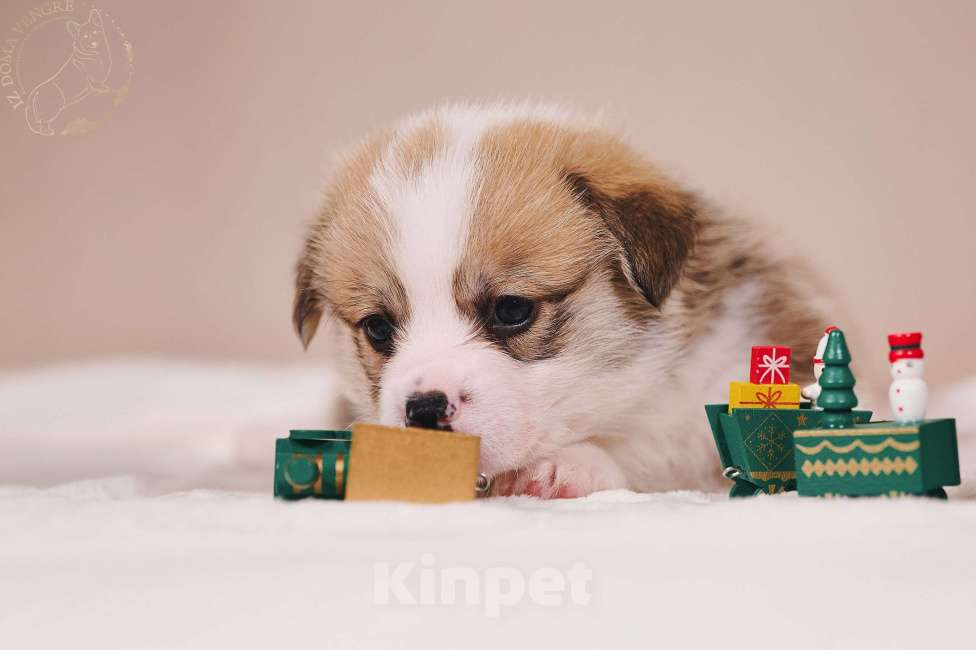 Собаки в Москве: Щенок вельш корги пемброк  по кличке Свежий ветер.... Мальчик, 100 000 руб. - фото 3
