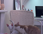Кошки в Санкт-Петербурге: Кот в добрые руки Мальчик, Бесплатно - фото 5