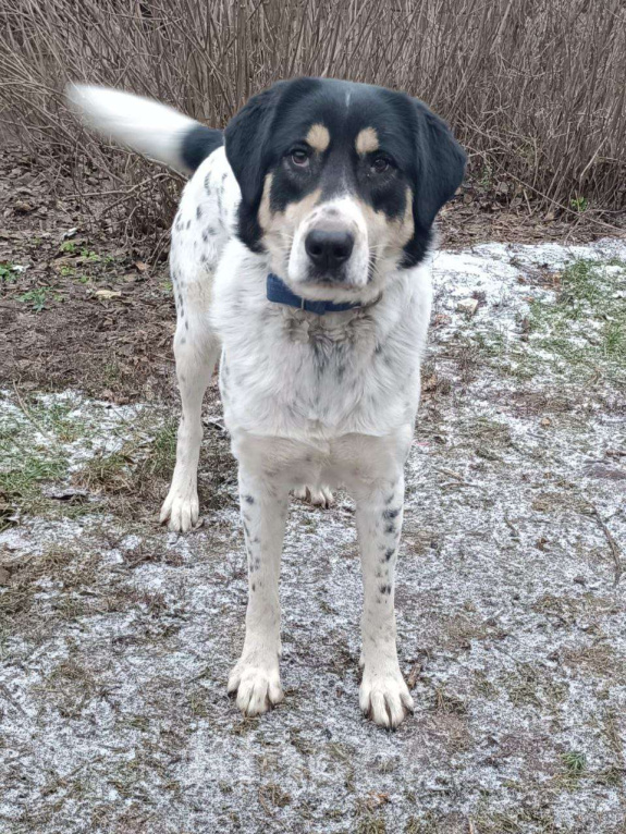 Собаки в Москве: Бим ищет семью,1год,Привит, Кастрирован  Мальчик, Бесплатно - фото 3