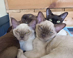 Кошки в Москве: Бурманские котята Мальчик, 40 000 руб. - фото 3