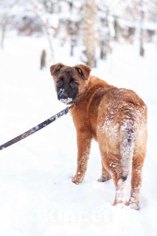 Собаки в Ногинске: Тэйси — ваш персональный солнечный лучик!  Девочка, Бесплатно - фото 7