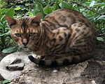 Кошки в Москве: Найдена Бенгальская кошка в районе метро Орехово  Мальчик, Бесплатно - фото 3