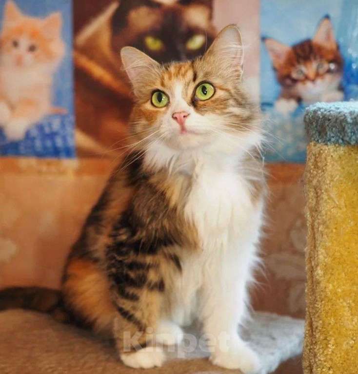 Кошки в Москве: Красавица трехцветка Муся Девочка, Бесплатно - фото 3