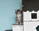 Кошки в Москве: Сибирские котята Девочка, Бесплатно - фото 1