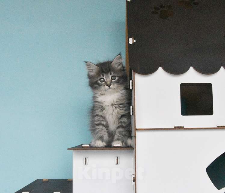 Кошки в Москве: Сибирские котята Девочка, Бесплатно - фото 1