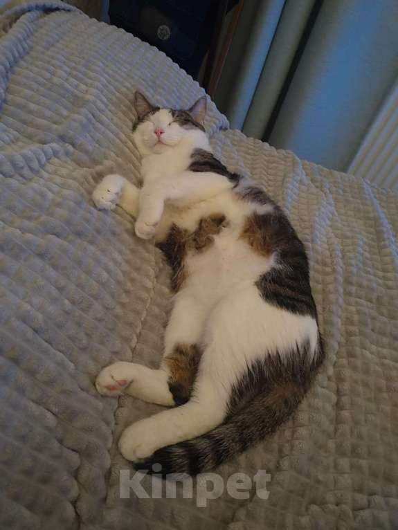 Кошки в других городах Московской области: Отдам в добрые руки двух братиков Мальчик, Бесплатно - фото 2