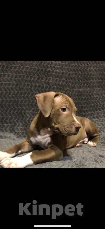 Собаки в Новосибирске: Щенок американского питбультерьера  Мальчик, 60 000 руб. - фото 2