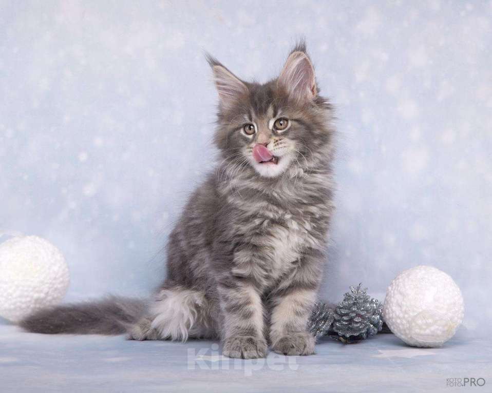 Кошки в Новосибирске: Голубая красавица Девочка, 40 000 руб. - фото 3