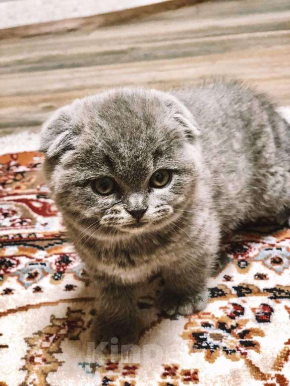 Кошки в Кемерово: Плюшевые малыши, 8 000 руб. - фото 1
