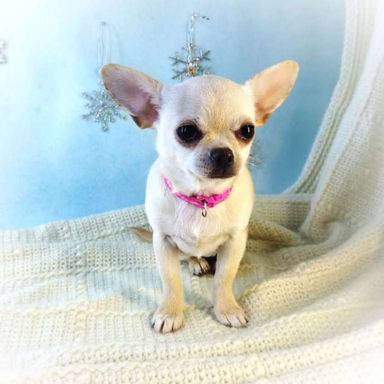 Собаки в Санкт-Петербурге: Щенок чихуахуа девочка Девочка, 40 000 руб. - фото 4